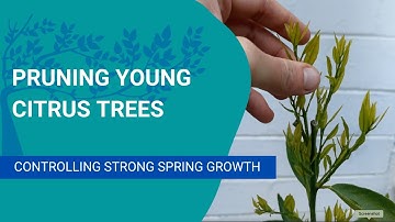 Pruning a young citrus tree with strong spring growth