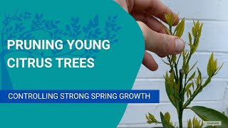 Pruning a young citrus tree with strong spring growth