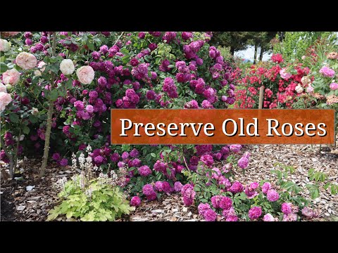 Video: Co jsou staré anglické růže