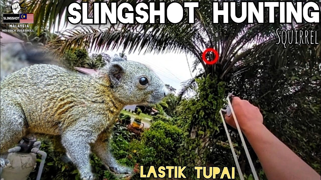 Slingshot hunting squirrel | Berburu hama tupai pakai ketapel | Lastik tupai perosak tanaman.