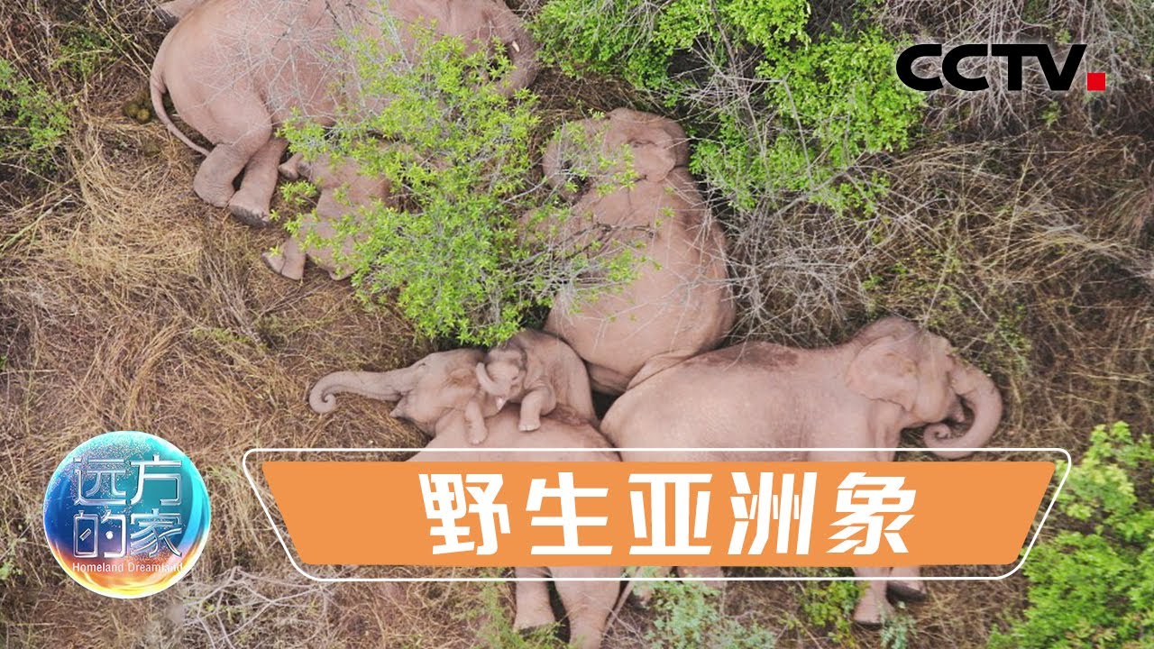 如何更好地保护亚洲象？追寻野生亚洲象的足迹，探秘云南西双版纳热带雨林 20211216 |《远方的家》CCTV中文国际