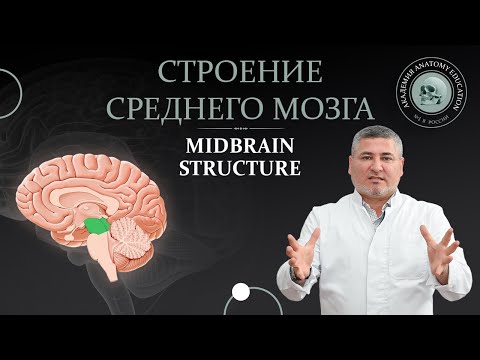 Средний мозг. Строение среднего мозга. Midbrain structure