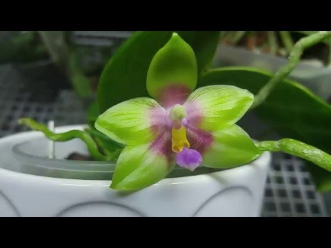Phalaenopsis Nobby's Fox