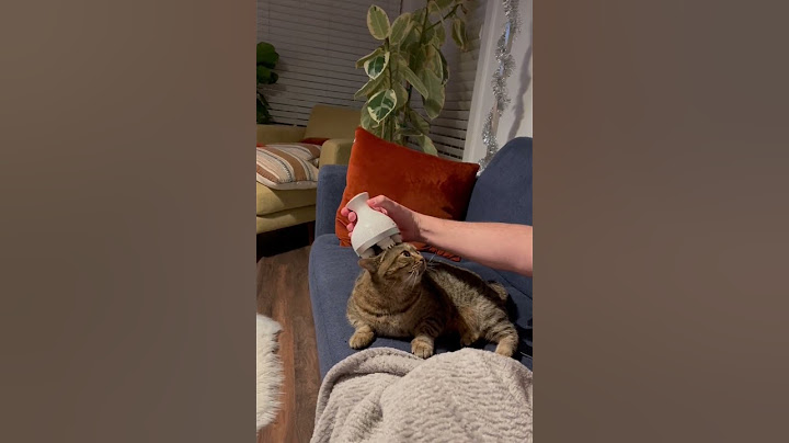 Rebecca the Cat Loves Her New Cat Massager || ViralHog