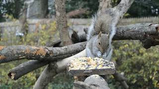 ABY 058 Just A Squirrel - CatTV - Videos for Cats, Blue Jay, Bird Feeder, Nature by Andy's Back Yard 122 views 1 year ago 18 minutes