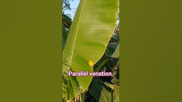 #venation! parallel venation