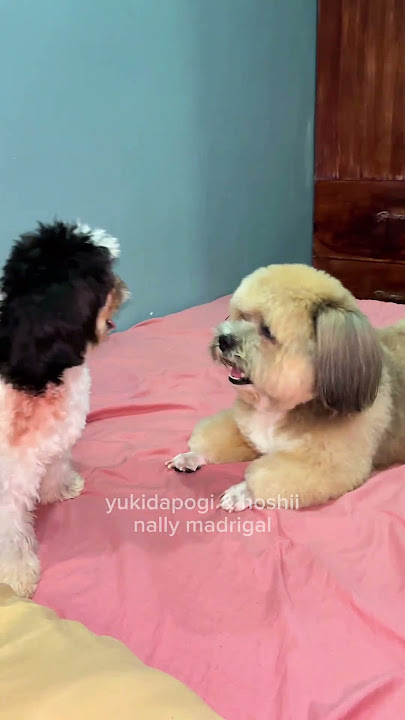 ang cute mag aya 😅.     #yukidapogi #pets #funnydogs #hoshii #funny #dog