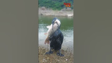 Smart Heron Uses Bait to Catch Fish! 🎣 Genius!