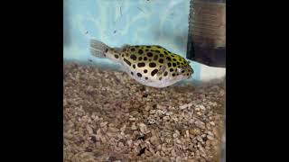 ミドリフグの朝は長い Green spotted pufferfish  spends a long morning.