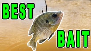 The Best Catfish Bait Right Now: Why Bluegill Is #1 