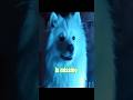 When Your Dog Always Must Always Be In The Scene! #dog #horror #comedy #shorts #viral #fyp #crime