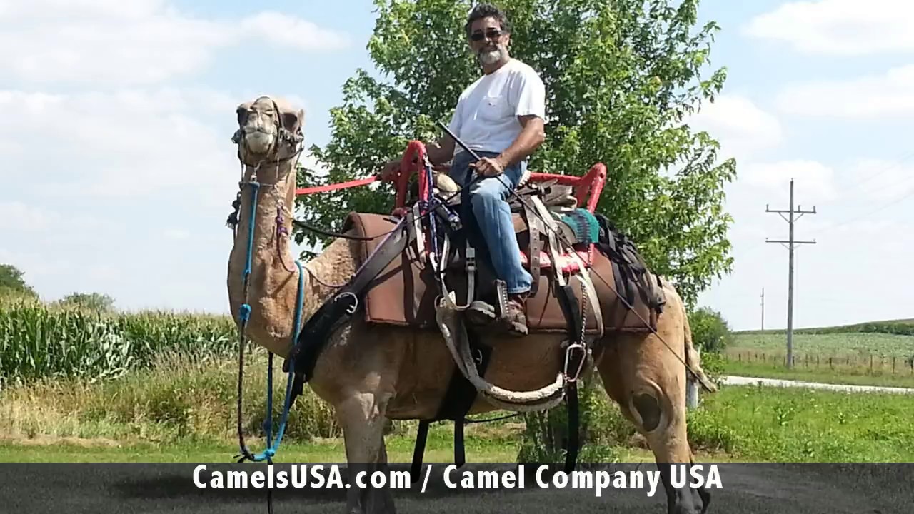 Entertainment Rental, Camel Rental, Animal Rentals Chicago, Fun Party