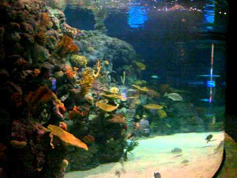 الأكواريوم في سايتك