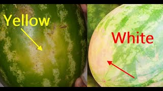 How to spot mature and sweet watermelon. Ripe vs. unripe melon .
