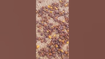 Harvest Dates Dry Processing .  #fruit #datefruit #dates #nature #dryfruits #shorts #shortvideo #4k