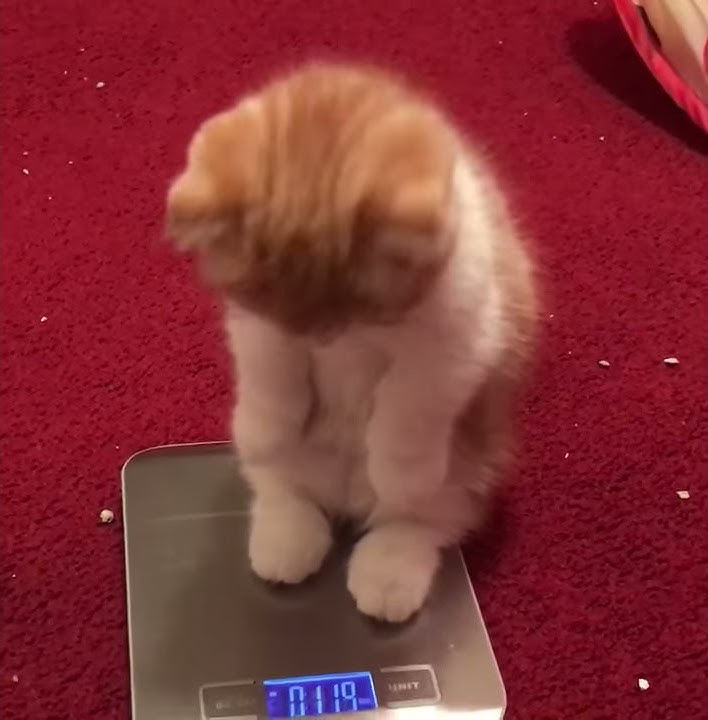 Cutest Kitten WeighIn YouTube(00)