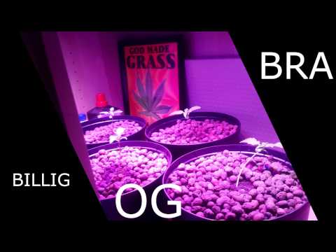 Video: Hvordan dyrker man ørkenmalva?