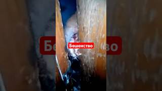 #бешенство #вакцинация  #verorab #ветеринария #животные #последствия #новости #extreme #forest
