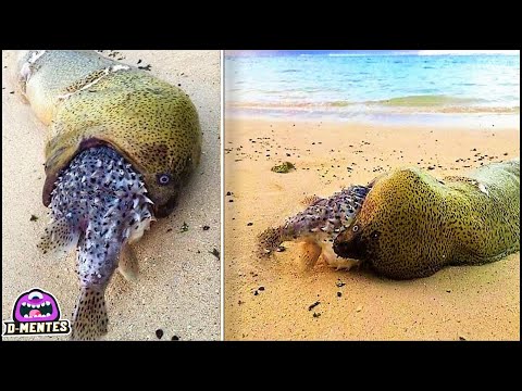 Vídeo: Los Restos De Un Animal No Identificado Fueron Arrojados A La Playa - Vista Alternativa