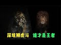 前苏联笼中狮虎斗真实影像 战斗激烈场面震撼 谁才是猫科老大 前苏联笼中狮虎斗真实影像 战斗激烈场面震撼 谁才是猫科老大