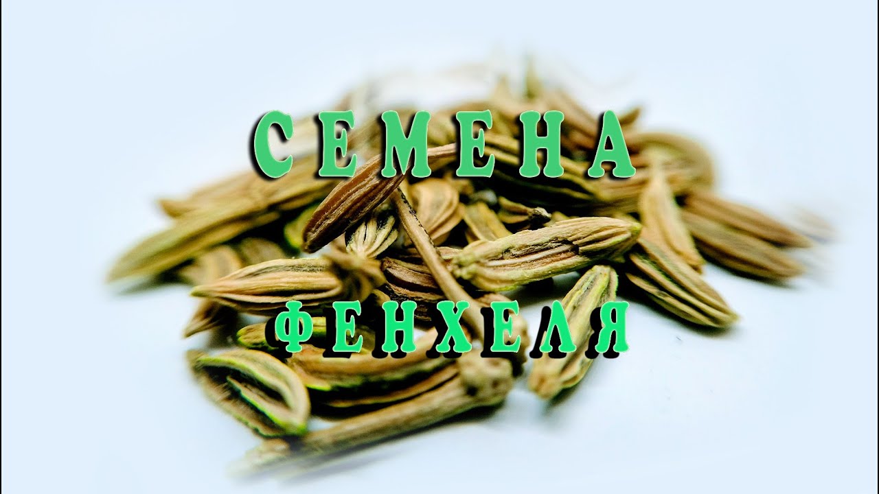 Фенхель. Польза его семян для человека - YouTube