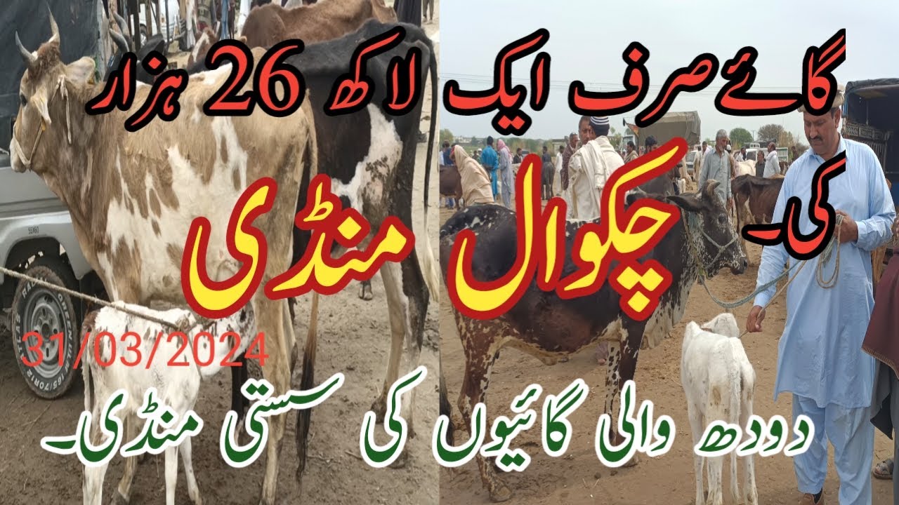 low price Cows in Chakwal Mandi. Friesian, Jerci and Australian cows information.