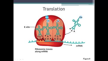 Microbiology Chapter 8 Part B