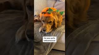 Milo Is Too Powerful With His Cape