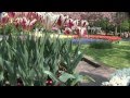Nederland, Bulbs, fields and Keukenhof and our Queen Beatrix, Willem Alexander and Maxima..