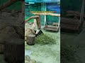 🐼 Panda up close named Yuan Zai in Taipei zoo 🇹🇼 #panda #taipeizoo #shorts #taiwan #zoo