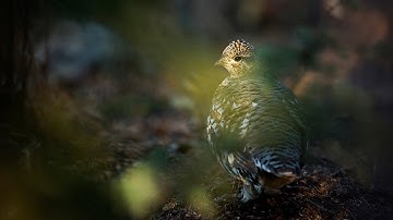 In Boreal Forest, Indigenous Leader Bridges Environmental Divides