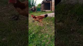 Beautiful roaster with his gang #youtube #pigeon