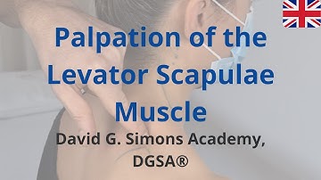 Palpation of the Levator Scapulae Muscle