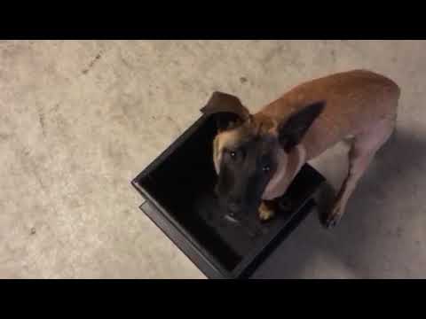 dog feeding box