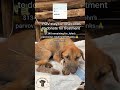 John is fighting for his life,!😭 #dog #animals #mattedogshelter #adoptstrays #dogfood #rescuedog