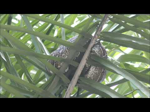 Carpet python sleeping in Palm tree. Don't rock the cradle.