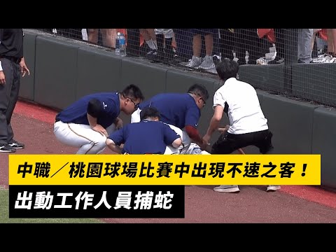 中職／桃園球場比賽中出現「不速之客」！出動工作人員捕蛇｜NOWnews