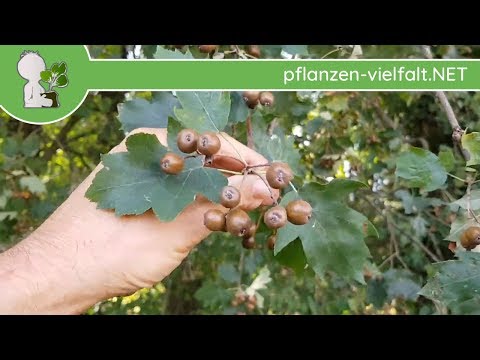 Elsbeere - Frucht/Früchte - 24.08.18 (Sorbus torminalis) - Baum (Früchte) Bestimmung