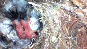 Tree Creeper Nesting