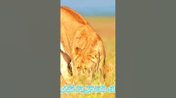 سورة الأنبياء و..كا.،نك تسمعها لأ،،و.ل مر.ة 🌹🌻؛؛🌷💜،،💟🌸؛🌺بصوت الشيخ حمزة مدبو.ح🏵️،🍃💕؛.💓،.❣️💚❤️؛💛