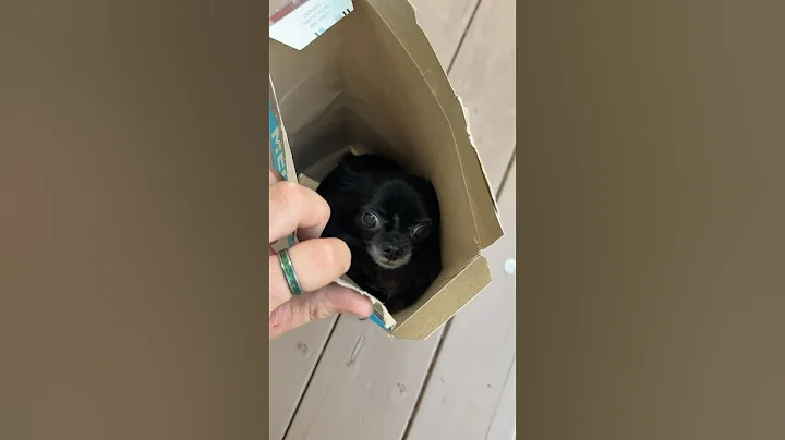 COCOA FLYING PUDDIN 😱❤️