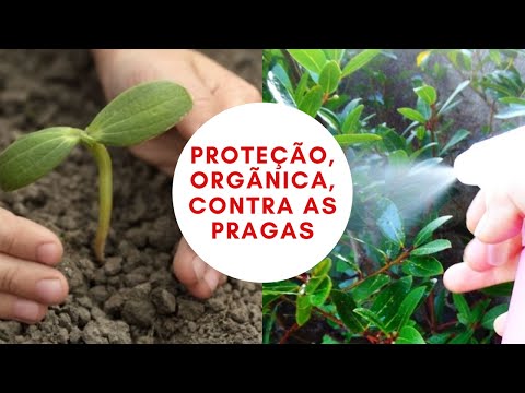 (DIY) COMO FAZER UMA HORTA EM CASA |  REPELENTE CASEIRO