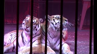 Circus. Performance. Tigers!!!