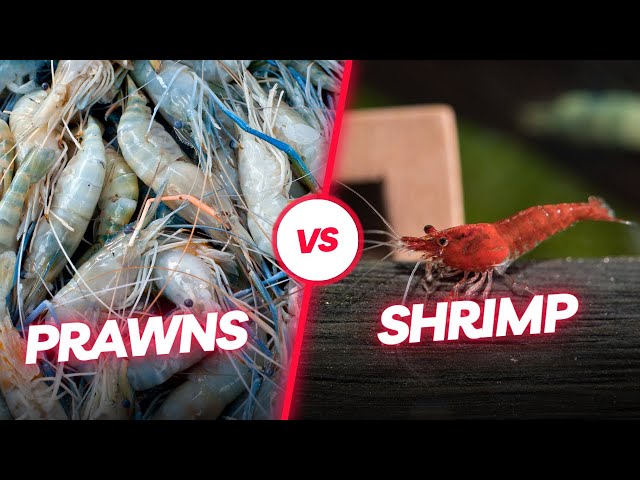 The difference between prawns and shrimps SIMPLIFIED 