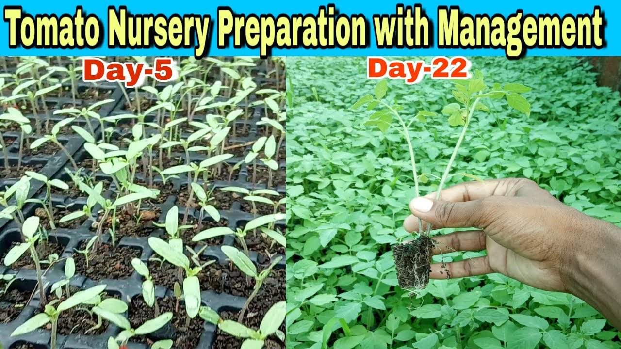 टमाटर की स्वस्थ नर्सरी ऐसे तैयार करें Full Guide about Tomato Nursery Preparation