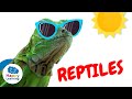 CURIOSIDADES SOBRE LOS REPTILES | Happy Learning 🦕 🦎 🐍