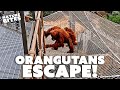 Orangutans ESCAPE Zoo Enclosure! | Secret Life of the Zoo | Nature Bites