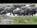 A LARGE herd of ELEPHANTS 🐘 LEOPARD and LION cubs 🐆 🦁