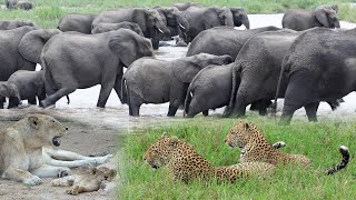 A LARGE herd of ELEPHANTS  LEOPARD and LION cubs