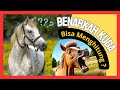 BENARKAH KUDA BISA MENGHITUNG ? KUDA YANG BELAJAR MATEMATIKA